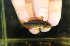 画像3: 【淡水魚】【通販】激安大特価 アピストグラマ sp マラヴィーリャ ワイルド【１匹 サンプル画像】(アピストグラマ)(生体)(熱帯魚)NKAP (3)