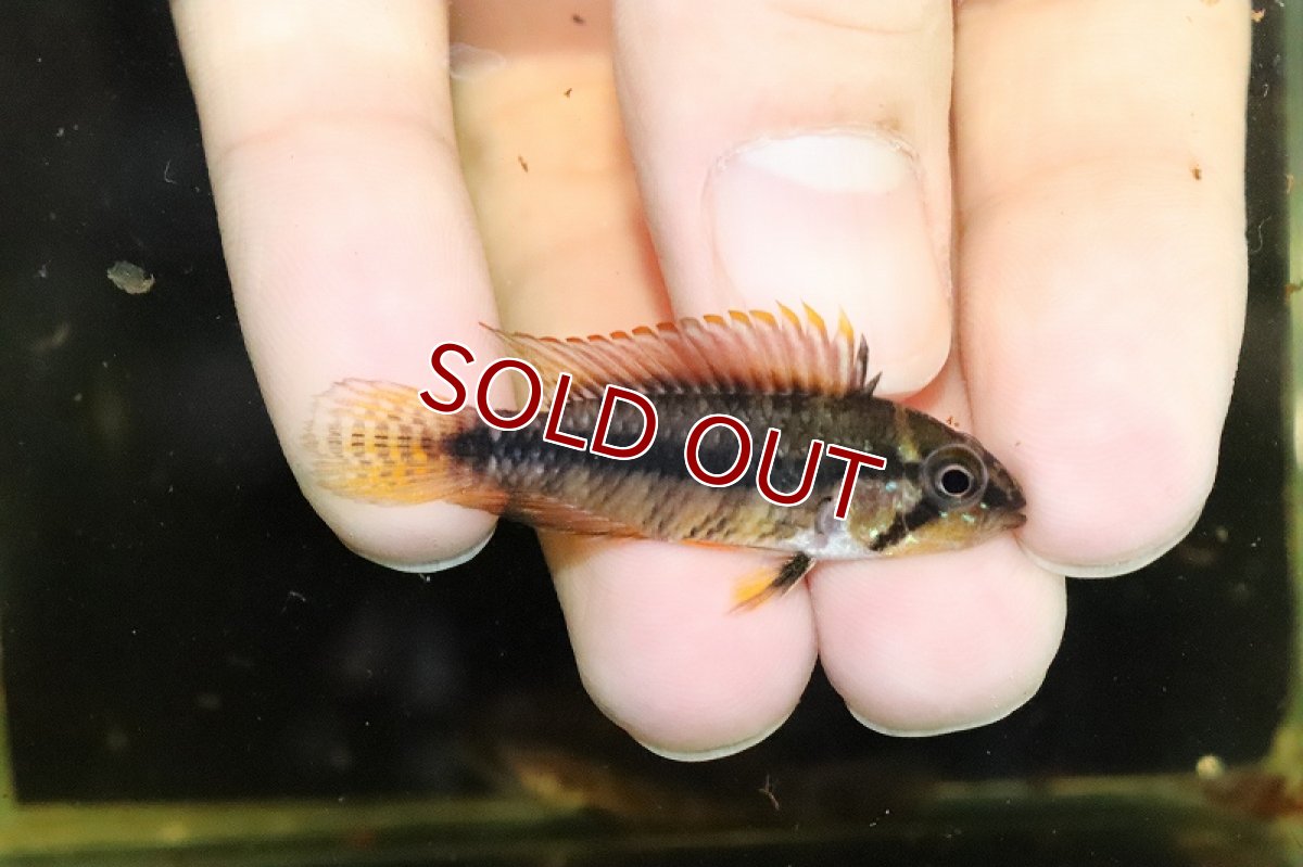 画像4: 【淡水魚】激安大特価 アピストグラマ sp マラヴィーリャ ワイルド【１匹 サンプル画像】(アピストグラマ)(生体)(熱帯魚)NKAP (4)