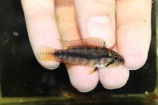 画像4: 【淡水魚】【通販】激安大特価 アピストグラマ sp マラヴィーリャ ワイルド【１匹 サンプル画像】(アピストグラマ)(生体)(熱帯魚)NKAP (4)