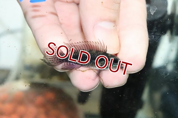 淡水魚】【通販】激安 オス個体 アピストグラマ エリザベサエ