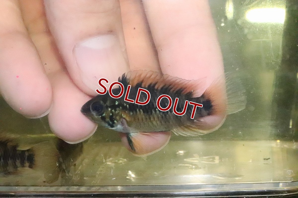 画像2: 【淡水魚】大特価 レア種 アピストグラマ sp D37 (キーメンフレック・サンホセ)【1匹 サンプル画像】(生体)(熱帯魚)NKAP (2)