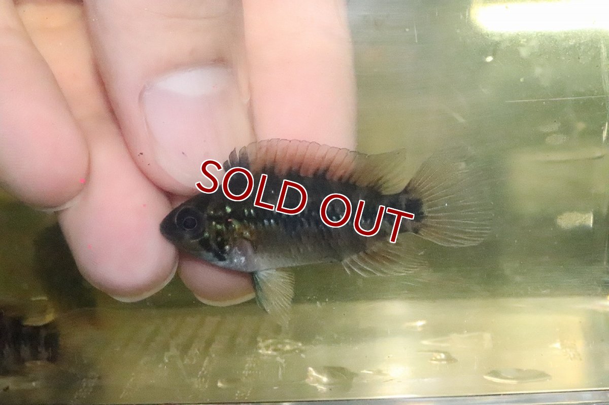 画像3: 【淡水魚】大特価 レア種 アピストグラマ sp D37 (キーメンフレック・サンホセ)【1匹 サンプル画像】(生体)(熱帯魚)NKAP (3)