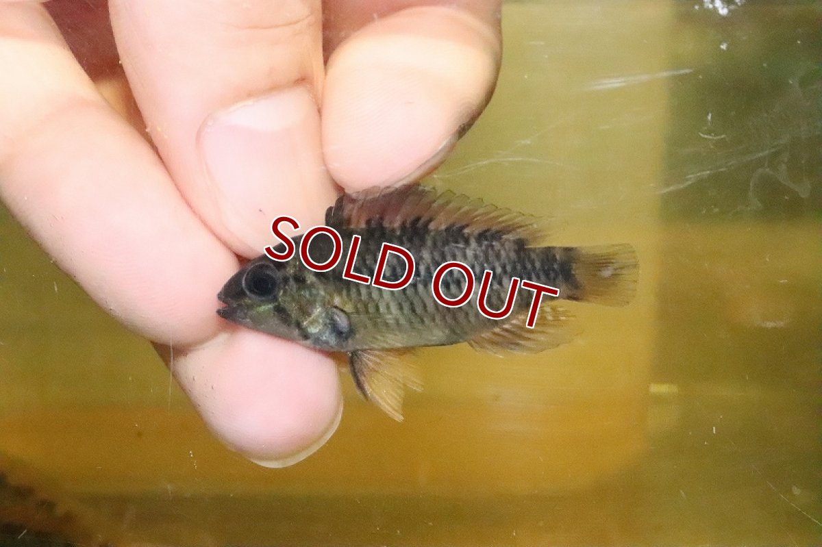 画像2: 【淡水魚】大特価 レア種 アピストグラマ sp アラクリナ(ロートプンク)ワイルド【１匹 サンプル画像】(生体)(熱帯魚)NKAP (2)