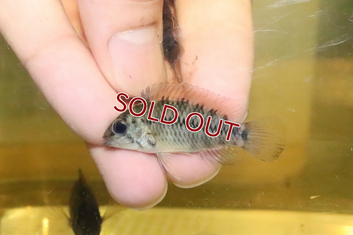 画像3: 【淡水魚】大特価 レア種 アピストグラマ sp アラクリナ(ロートプンク)ワイルド【１匹 サンプル画像】(生体)(熱帯魚)NKAP (3)