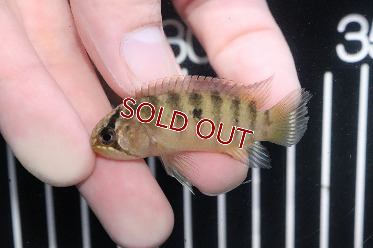 画像2: 【淡水魚】特価 イバナカラ アドケタ サンガブリエル産 ワイルド【１匹 サンプル画像】(アドケタ)(生体)(熱帯魚)NKAP (2)