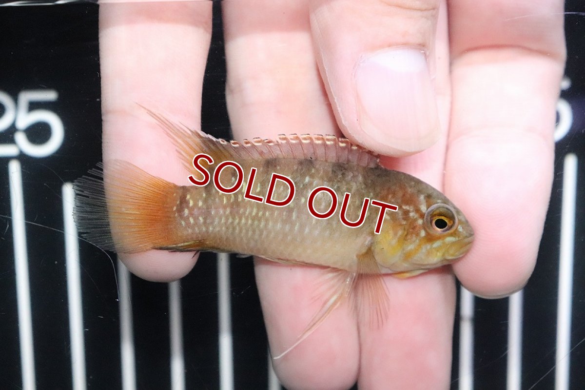 画像3: 【淡水魚】特価 イバナカラ アドケタ サンガブリエル産 ワイルド【１匹 サンプル画像】(アドケタ)(生体)(熱帯魚)NKAP (3)