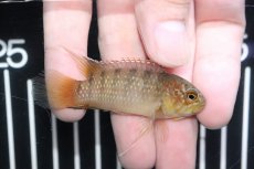 画像3: 【淡水魚】【通販】特価 イバナカラ アドケタ サンガブリエル産 ワイルド【１匹 サンプル画像】(アドケタ)(生体)(熱帯魚)NKAP (3)