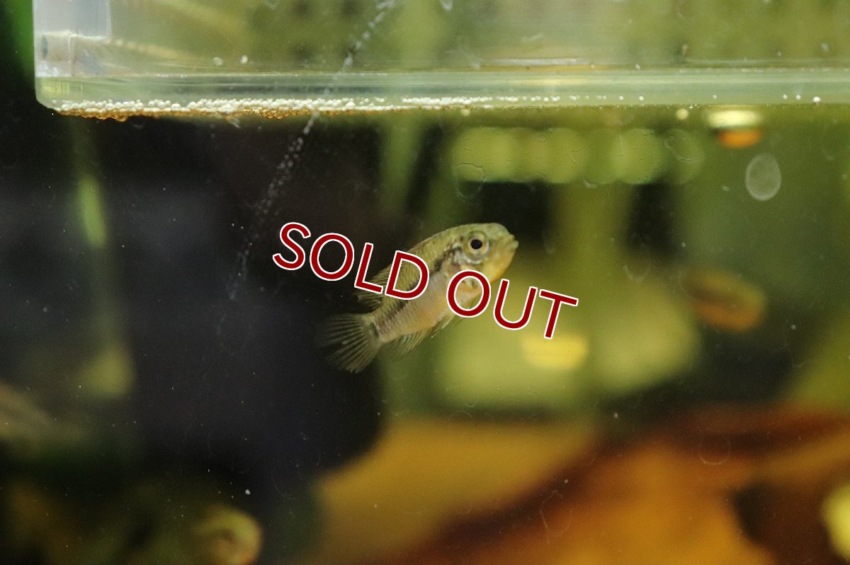 画像2: 【淡水魚】アピストグラマ sp アルタミラ ワイルド【１匹 サンプル画像】(アピストグラマ)(生体)(熱帯魚)NKAP (2)