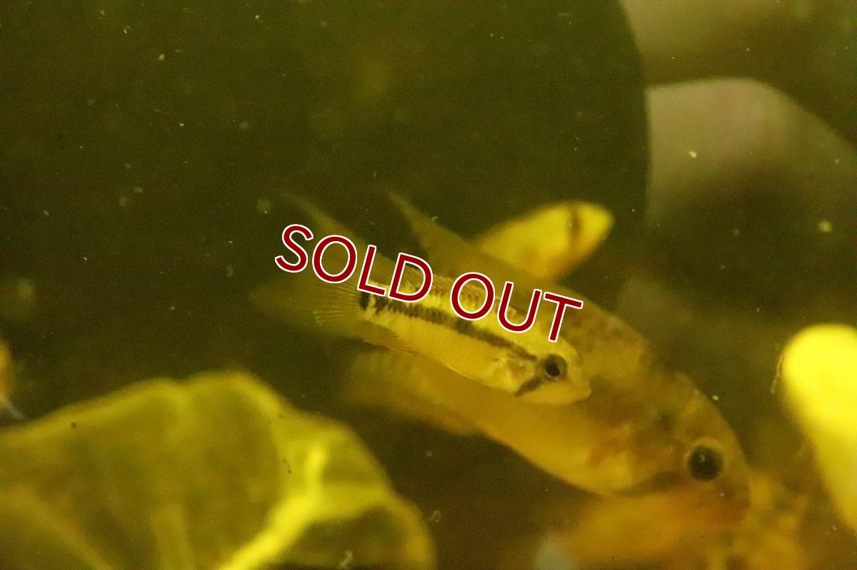 画像2: 【淡水魚】【通販】激レア アピストグラマ cf ペルソナータ ミツ産 ワイルド【1匹 サンプル画像】(アピストグラマ)(生体)(熱帯魚)NKAP (2)