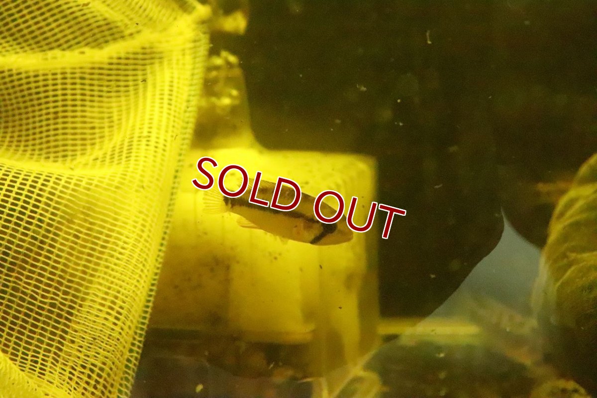 画像3: 【淡水魚】【通販】激レア アピストグラマ cf ペルソナータ ミツ産 ワイルド【1匹 サンプル画像】(アピストグラマ)(生体)(熱帯魚)NKAP (3)