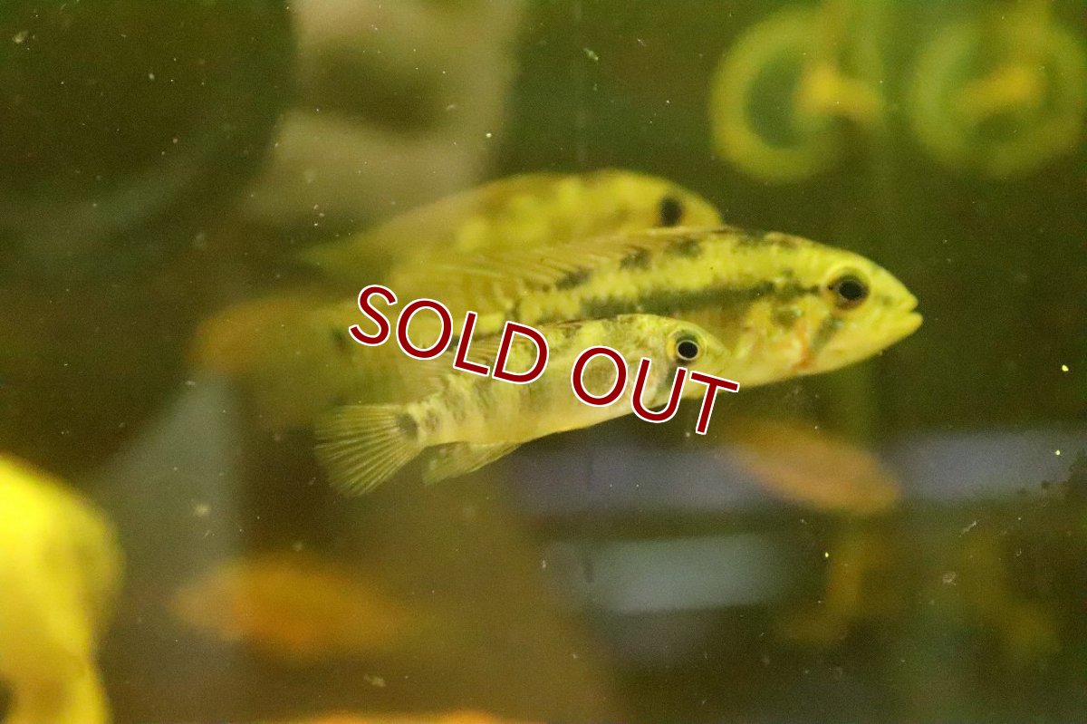 画像4: 【淡水魚】【通販】激レア アピストグラマ cf ペルソナータ ミツ産 ワイルド【1匹 サンプル画像】(アピストグラマ)(生体)(熱帯魚)NKAP (4)