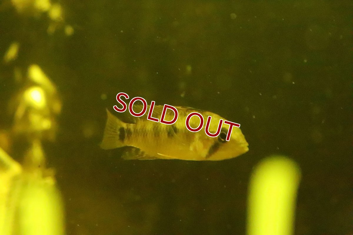 画像5: 【淡水魚】【通販】激レア アピストグラマ cf ペルソナータ ミツ産 ワイルド【1匹 サンプル画像】(アピストグラマ)(生体)(熱帯魚)NKAP (5)