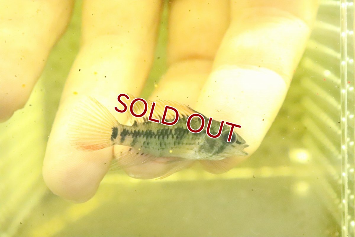 画像2: 【淡水魚】アピストグラマ cfD21 (マクマステリ) リオメタ産 ワイルド【１匹 サンプル画像】(Mサイズ)(生体)(熱帯魚)NKAP (2)