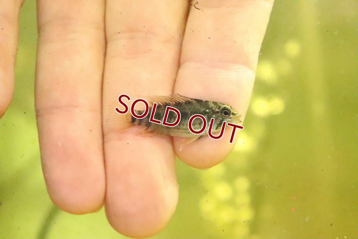 画像2: 【淡水魚】アピストグラマ cfD21 (マクマステリ) リオメタ産 ワイルド【3匹 サンプル画像】(Sサイズ)(生体)(熱帯魚)NKAP (2)