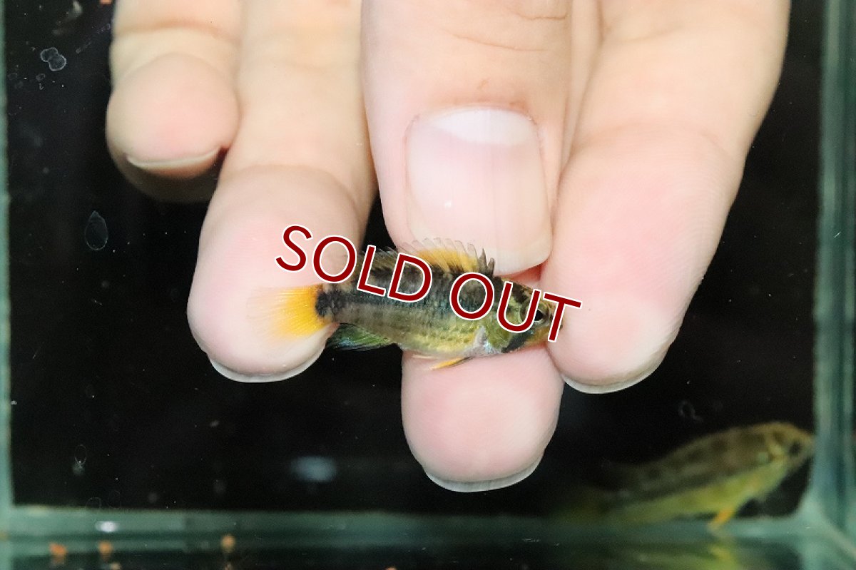 画像2: 【淡水魚】アピストグラマ オルテガイ(パパゲイ) ペバス ワイルド【１ペア サンプル画像】(アピストグラマ)(生体)(熱帯魚)NKAP (2)