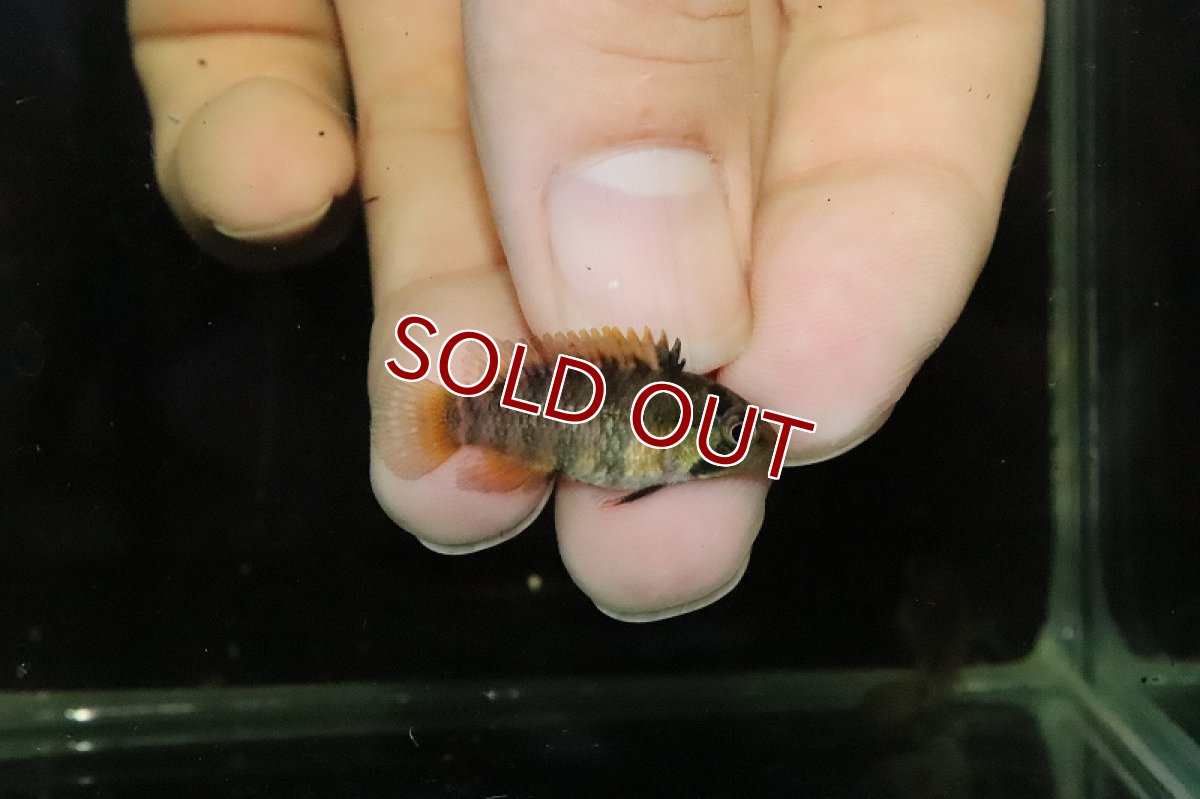 画像2: 【淡水魚】アピストグラマ バエンスヒ(インカ50) ユリマグアス ワイルド【１ペア サンプル画像】(アピストグラマ)(生体)(熱帯魚)NKAP (2)