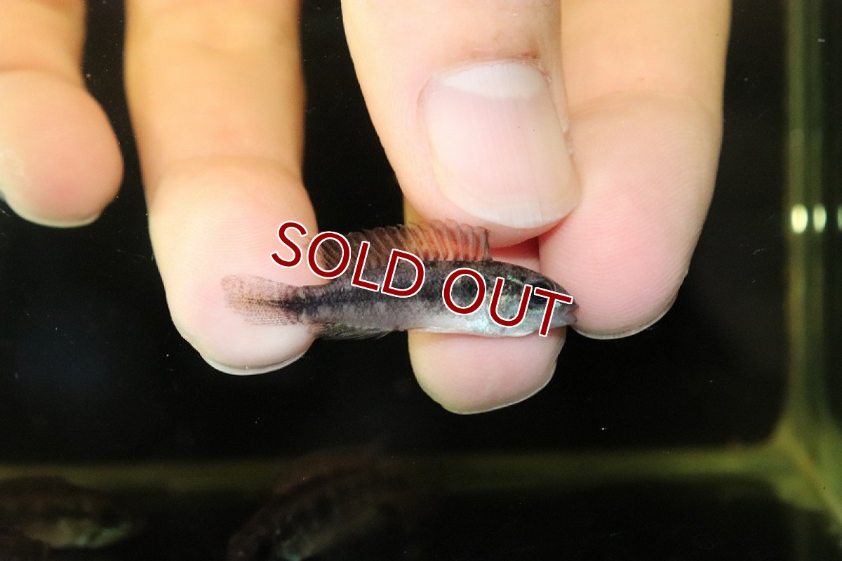 画像2: 【淡水魚】激レア 大特価 アピストグラマ cf フラペリカウダ ワイルド【1匹 サンプル画像】(アピストグラマ)(生体)(熱帯魚)NKAP (2)