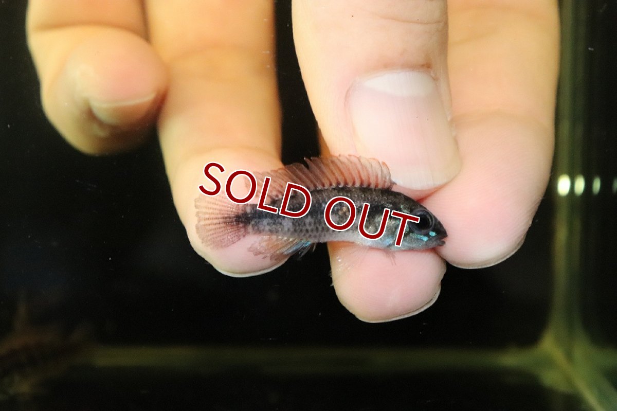 画像3: 【淡水魚】激レア 大特価 アピストグラマ cf フラペリカウダ ワイルド【1匹 サンプル画像】(アピストグラマ)(生体)(熱帯魚)NKAP (3)