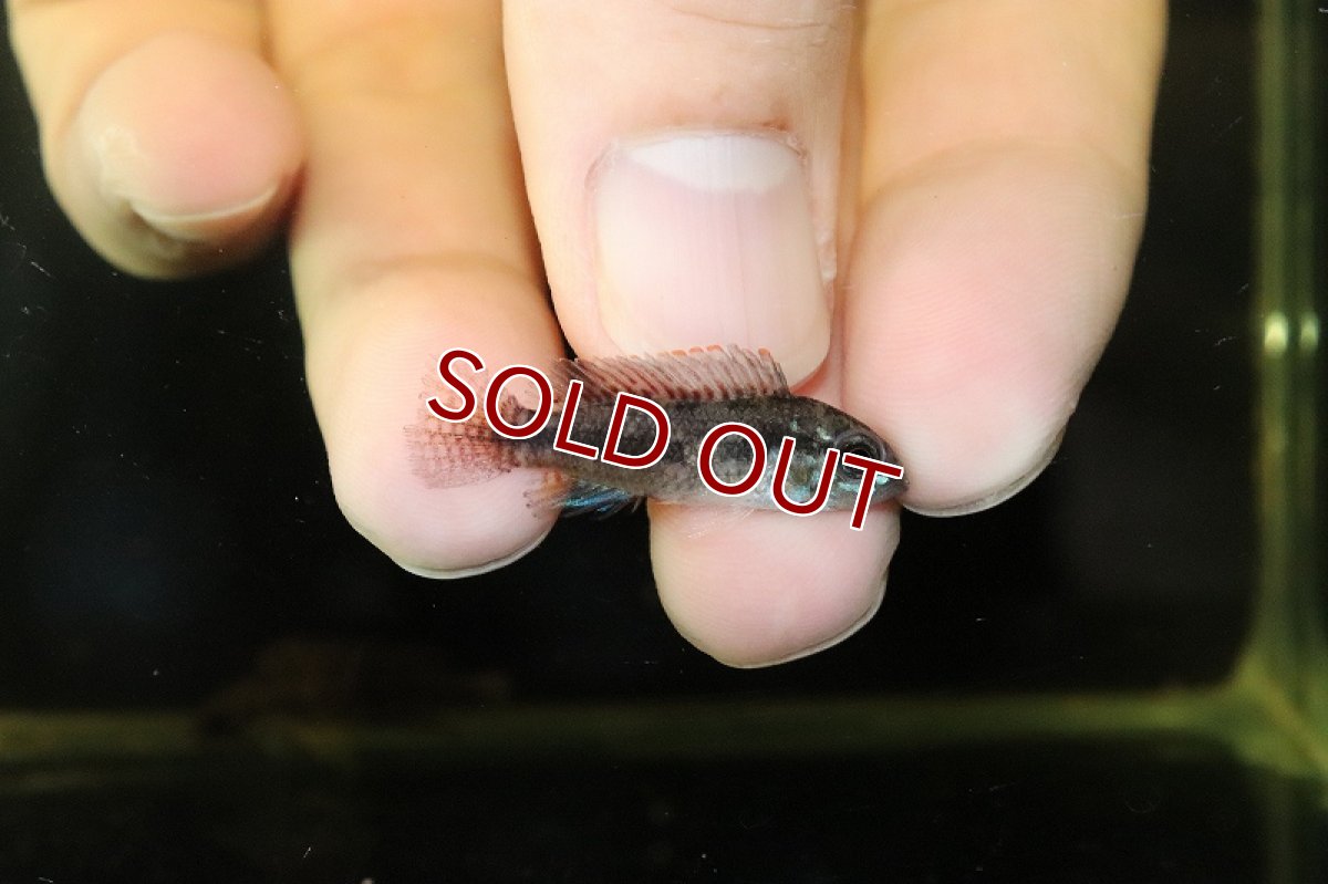 画像4: 【淡水魚】激レア 大特価 アピストグラマ cf フラペリカウダ ワイルド【1匹 サンプル画像】(アピストグラマ)(生体)(熱帯魚)NKAP (4)