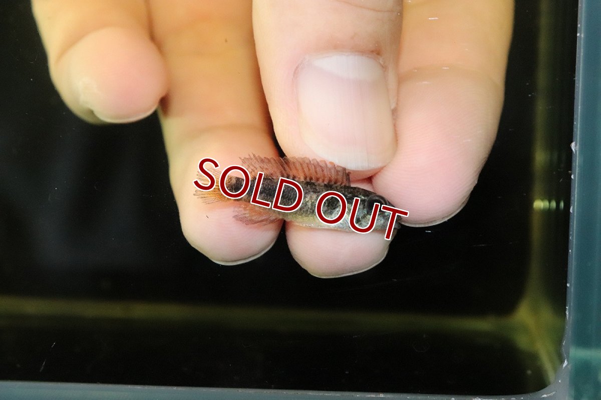 画像5: 【淡水魚】激レア 大特価 アピストグラマ cf フラペリカウダ ワイルド【1匹 サンプル画像】(アピストグラマ)(生体)(熱帯魚)NKAP (5)