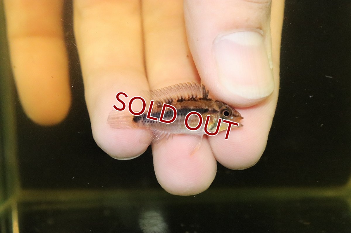 画像2: 【淡水魚】激安超大特価 アピストグラマ アタフアルパ(sun set) ペルー産 ワイルド【１匹サンプル画像】(生体)(熱帯魚)NKAP (2)