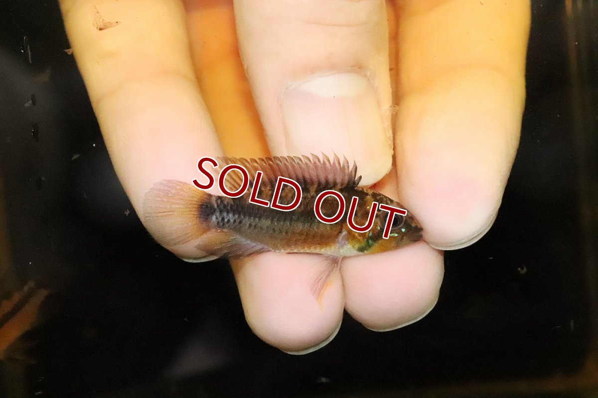 画像3: 【淡水魚】激安超大特価 アピストグラマ アタフアルパ(sun set) ペルー産 ワイルド【１匹サンプル画像】(生体)(熱帯魚)NKAP (3)