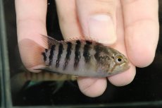 画像1: 【淡水魚】【通販】激安超大特価 イバナカラ アドケタ サンガブリエル産 ワイルド【１匹サンプル画像】(アドケタ)(生体)(熱帯魚)NKAP (1)