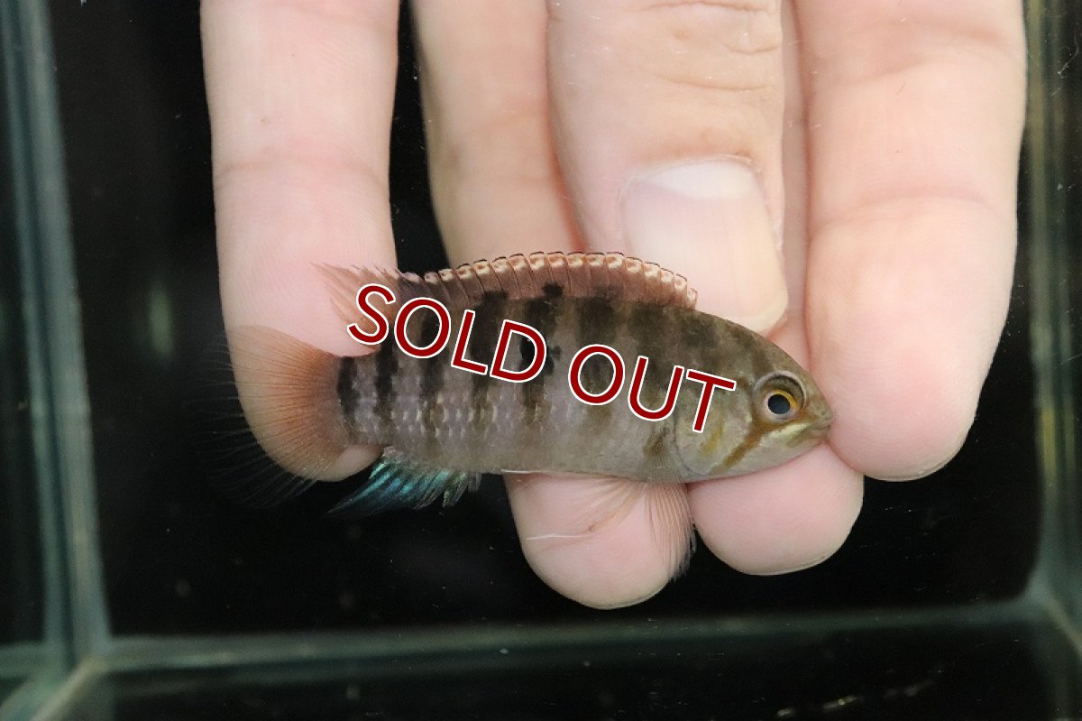 画像2: 【淡水魚】激安超大特価 イバナカラ アドケタ サンガブリエル産 ワイルド【１匹サンプル画像】(アドケタ)(生体)(熱帯魚)NKAP (2)