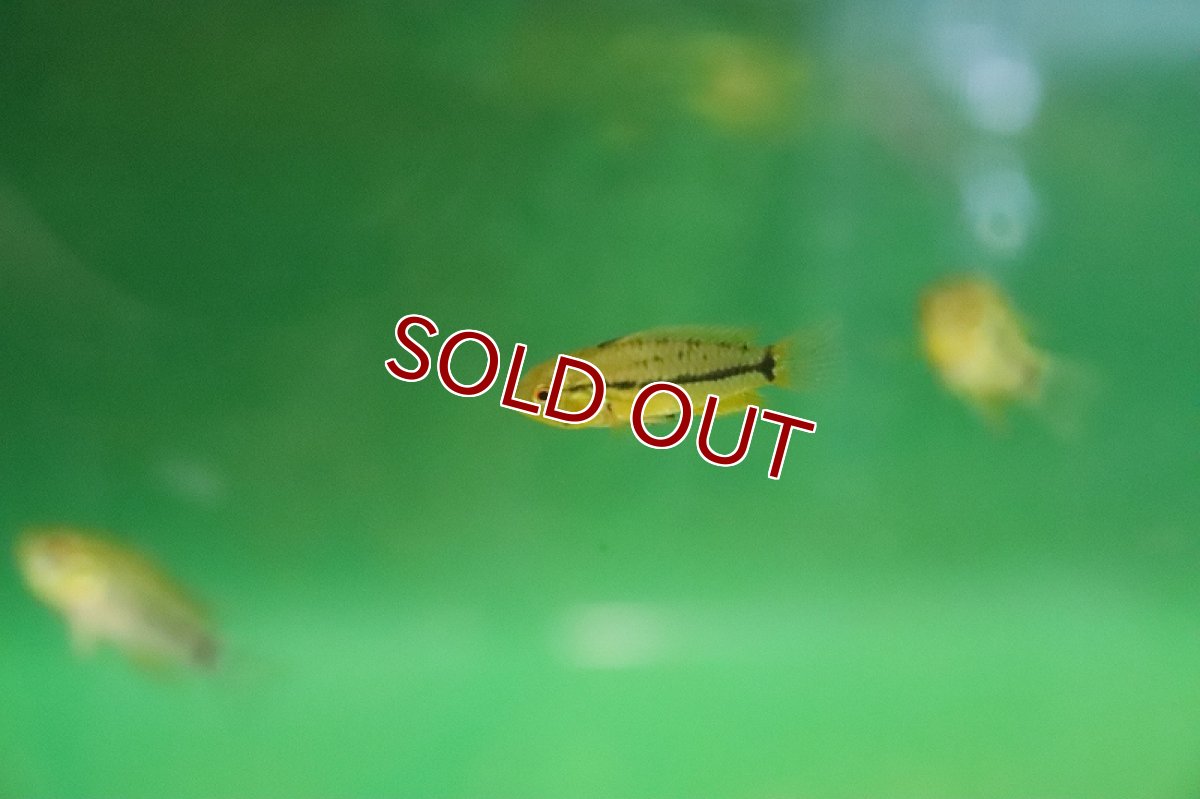 画像2: 【淡水魚】【通販】激安 アピストグラモイデス プカルパエンシス ペルー産 ワイルド【1匹 サンプル画像】(アピストグラマ)(生体)(熱帯魚)NKAP (2)