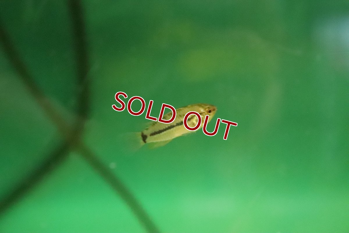 画像3: 【淡水魚】【通販】激安 アピストグラモイデス プカルパエンシス ペルー産 ワイルド【1匹 サンプル画像】(アピストグラマ)(生体)(熱帯魚)NKAP (3)