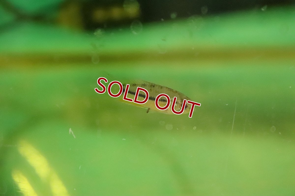 画像4: 【淡水魚】【通販】激安 アピストグラモイデス プカルパエンシス ペルー産 ワイルド【1匹 サンプル画像】(アピストグラマ)(生体)(熱帯魚)NKAP (4)