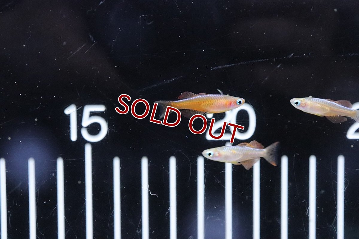 画像2: 【淡水魚】【通販】ファイヤーレッドレインボーフィッシュ【１匹 サンプル画像】(レインボーフィッシュ)(生体)(熱帯魚)NK (2)