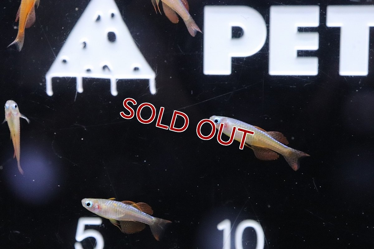 画像3: 【淡水魚】【通販】ファイヤーレッドレインボーフィッシュ【１匹 サンプル画像】(レインボーフィッシュ)(生体)(熱帯魚)NK (3)