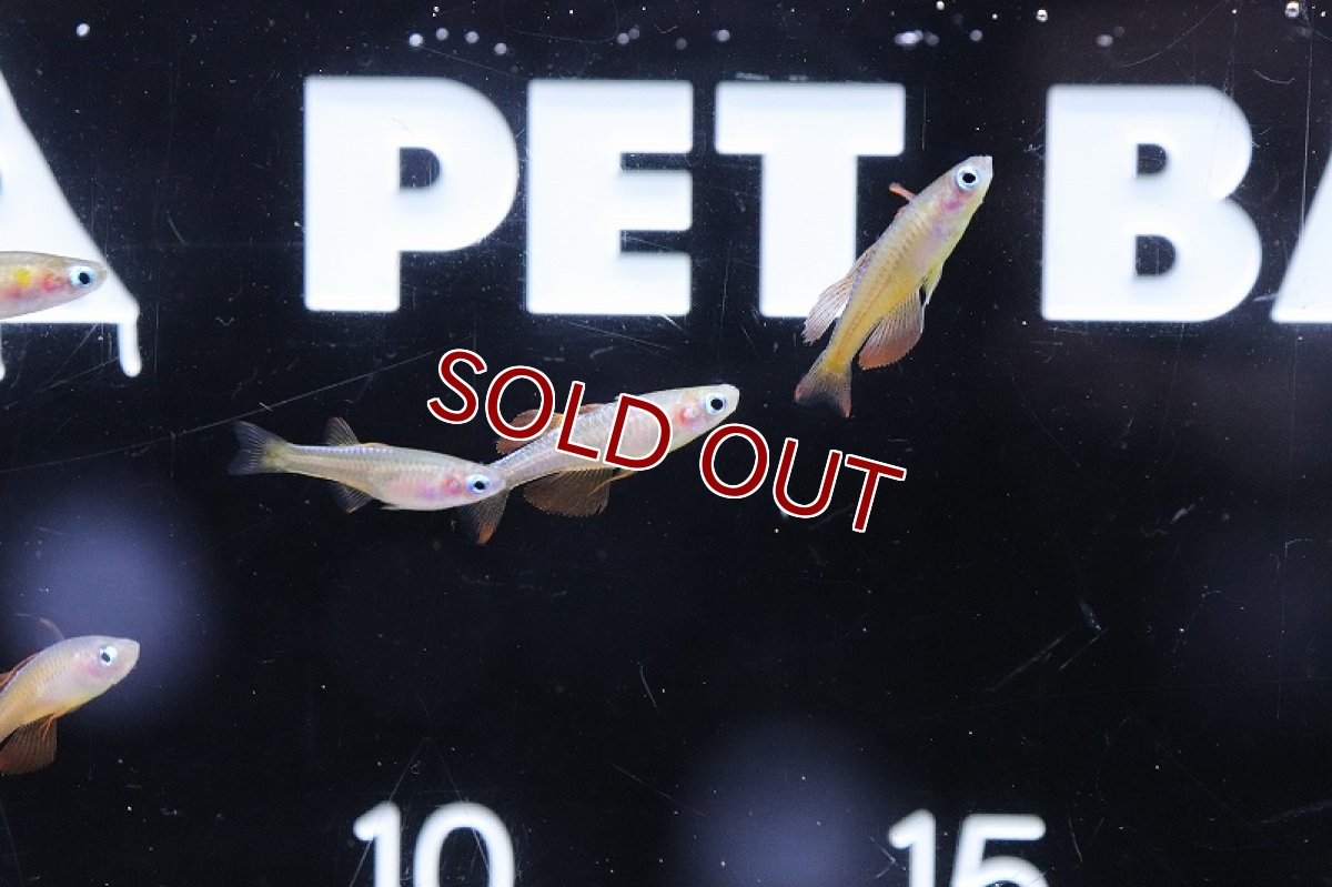 画像6: 【淡水魚】【通販】ファイヤーレッドレインボーフィッシュ【１匹 サンプル画像】(レインボーフィッシュ)(生体)(熱帯魚)NK (6)