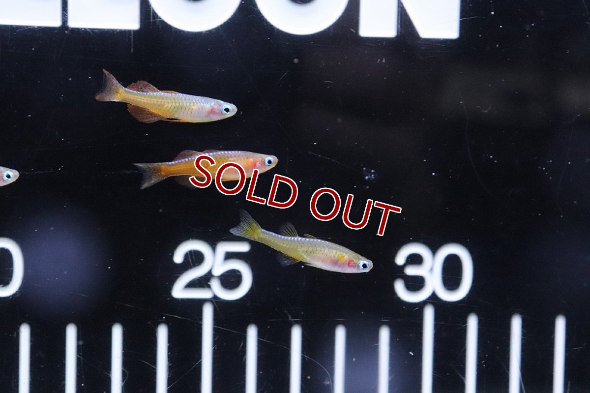 画像7: 【淡水魚】【通販】ファイヤーレッドレインボーフィッシュ【１匹 サンプル画像】(レインボーフィッシュ)(生体)(熱帯魚)NK (7)