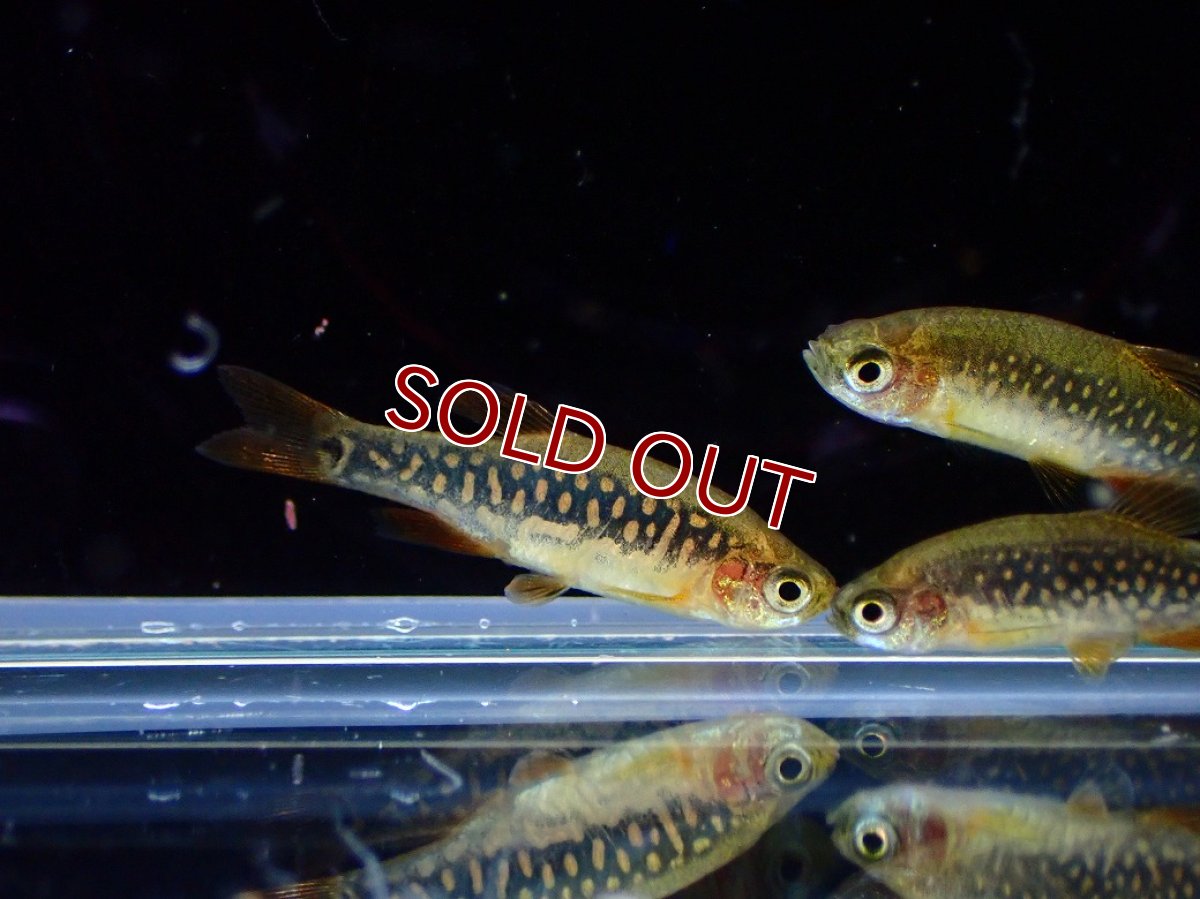 画像2: 【淡水魚】【通販】Lサイズ ハイブリッド ミクロラスボラ ハナビ×エリスロミクロン【１匹 サンプル画像】(コイ科)(生体)(熱帯魚)NK (2)