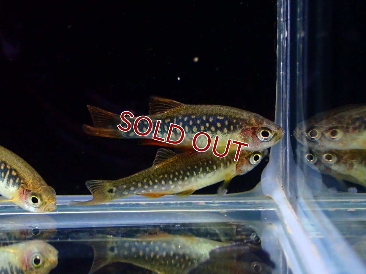 画像3: 【淡水魚】【通販】Lサイズ ハイブリッド ミクロラスボラ ハナビ×エリスロミクロン【１匹 サンプル画像】(コイ科)(生体)(熱帯魚)NK (3)