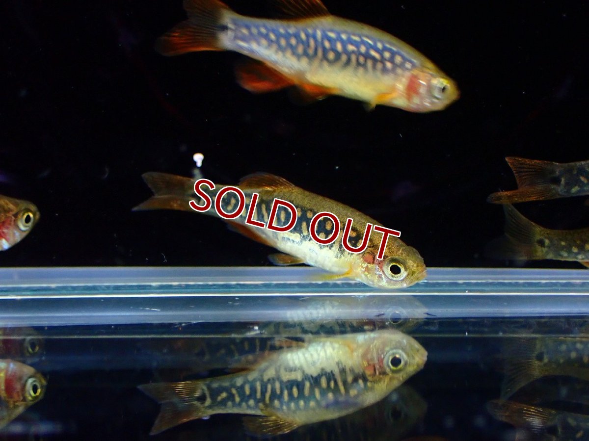画像4: 【淡水魚】【通販】Lサイズ ハイブリッド ミクロラスボラ ハナビ×エリスロミクロン【１匹 サンプル画像】(コイ科)(生体)(熱帯魚)NK (4)