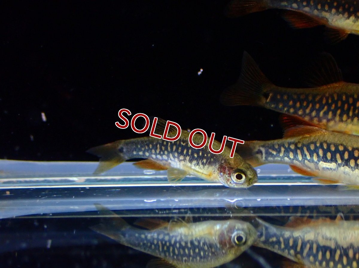 画像5: 【淡水魚】【通販】Lサイズ ハイブリッド ミクロラスボラ ハナビ×エリスロミクロン【１匹 サンプル画像】(コイ科)(生体)(熱帯魚)NK (5)