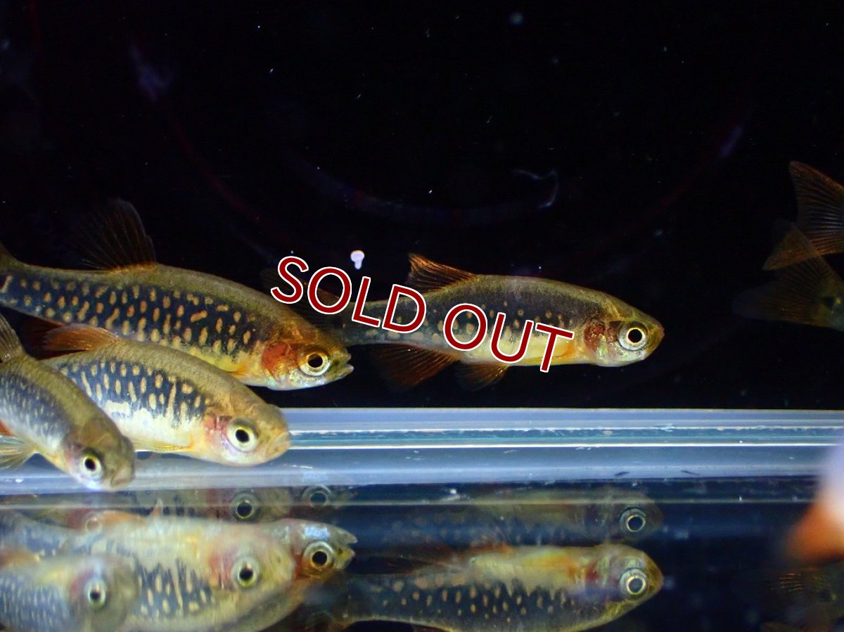 画像6: 【淡水魚】【通販】Lサイズ ハイブリッド ミクロラスボラ ハナビ×エリスロミクロン【１匹 サンプル画像】(コイ科)(生体)(熱帯魚)NK (6)