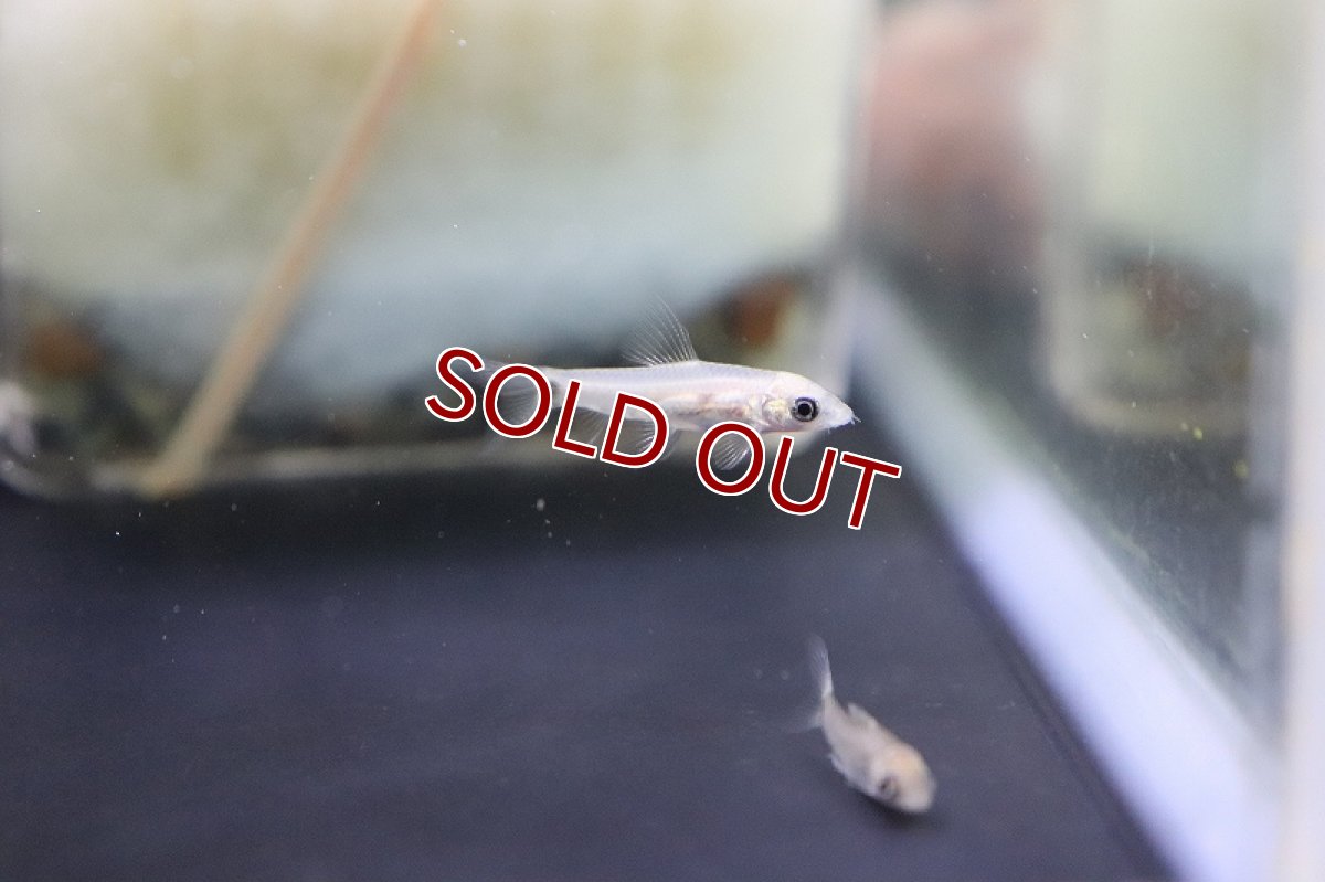 画像2: 【淡水魚】レア種 ゴールデン シルバーフライングフォックス【１匹 サンプル画像】(コイ科)(生体)(熱帯魚)NK (2)