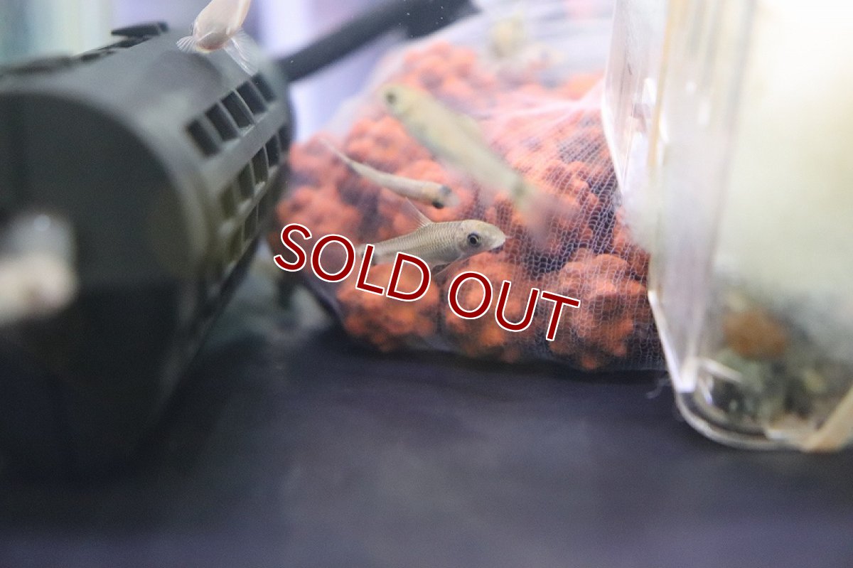 画像3: 【淡水魚】レア種 ゴールデン シルバーフライングフォックス【１匹 サンプル画像】(コイ科)(生体)(熱帯魚)NK (3)