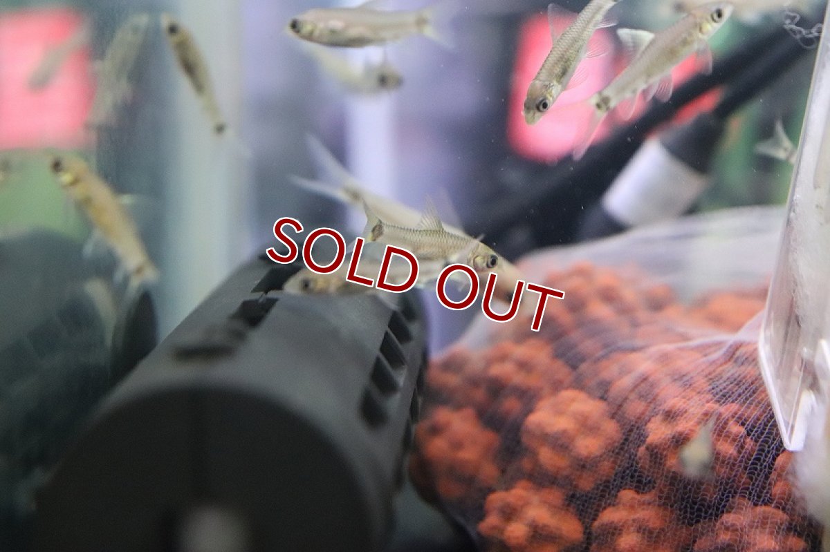 画像4: 【淡水魚】レア種 ゴールデン シルバーフライングフォックス【１匹 サンプル画像】(コイ科)(生体)(熱帯魚)NK (4)