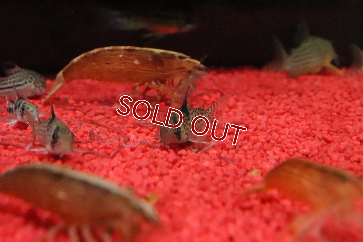 画像2: 【淡水魚】大特価 コリドラス トカントーニョ リオアマパリ産 ワイルド【１匹 サンプル画像】(珍カラ)(生体)(熱帯魚)NKCK (2)