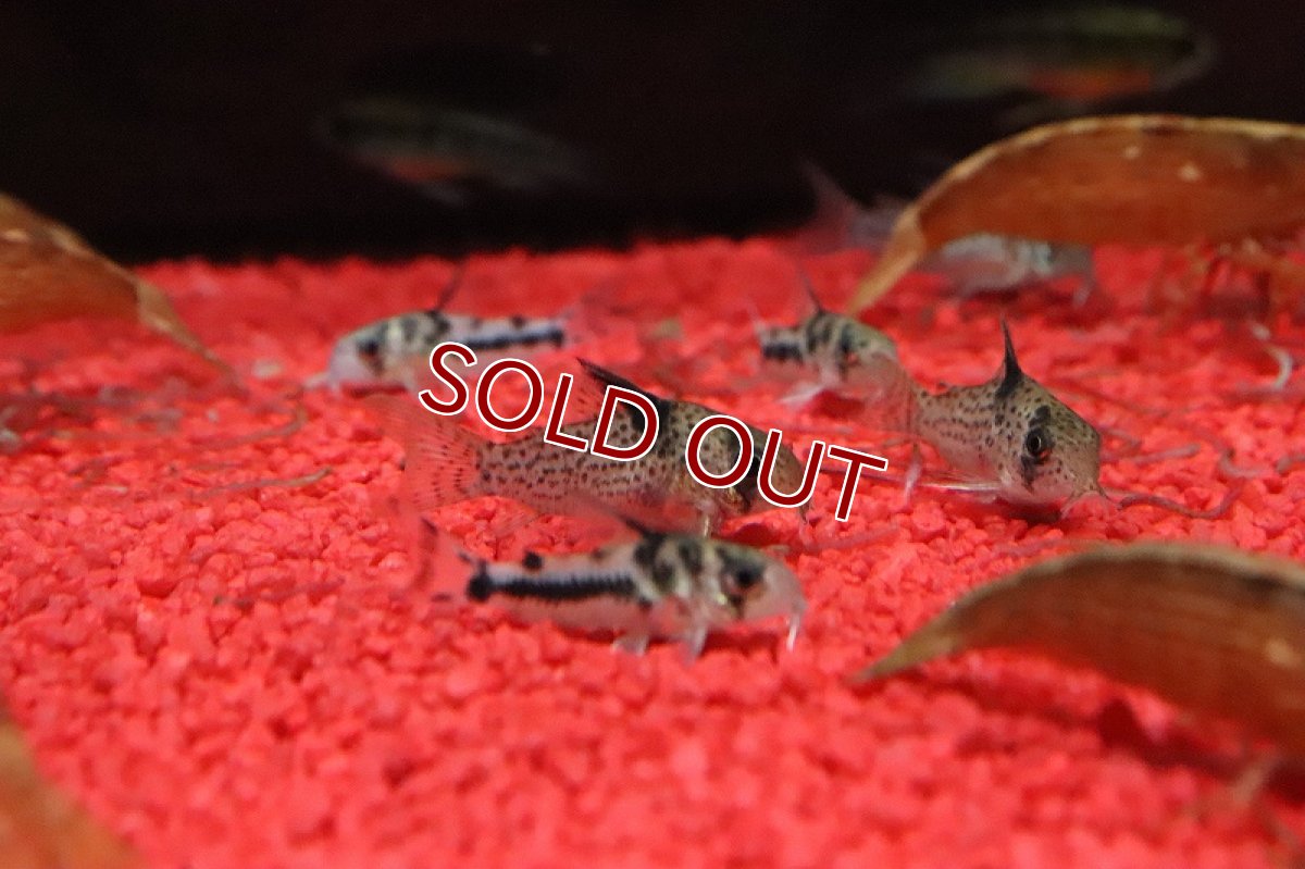 画像3: 【淡水魚】大特価 コリドラス トカントーニョ リオアマパリ産 ワイルド【１匹 サンプル画像】(珍カラ)(生体)(熱帯魚)NKCK (3)