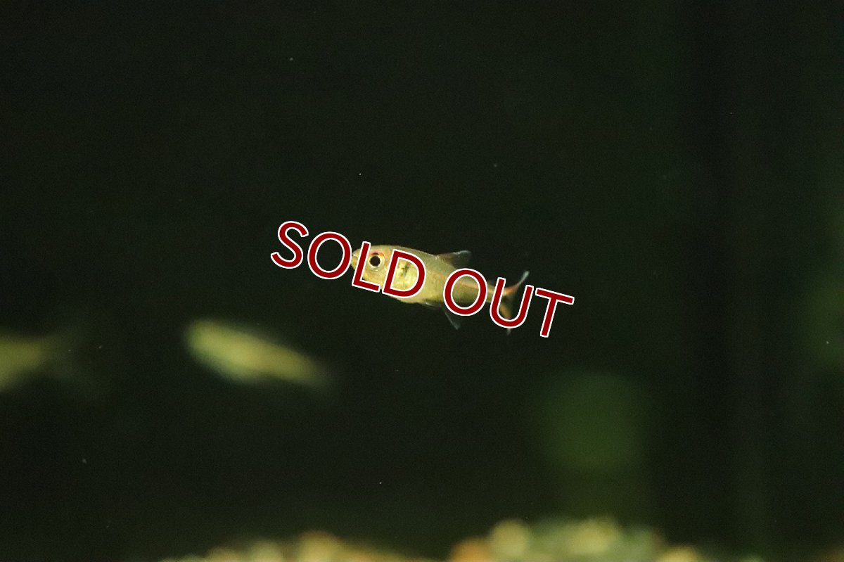 画像2: 【淡水魚】新種 パーミットテトラ イガラッペ パウミット【１匹 サンプル画像】(珍カラ)(生体)(熱帯魚)NKCK (2)