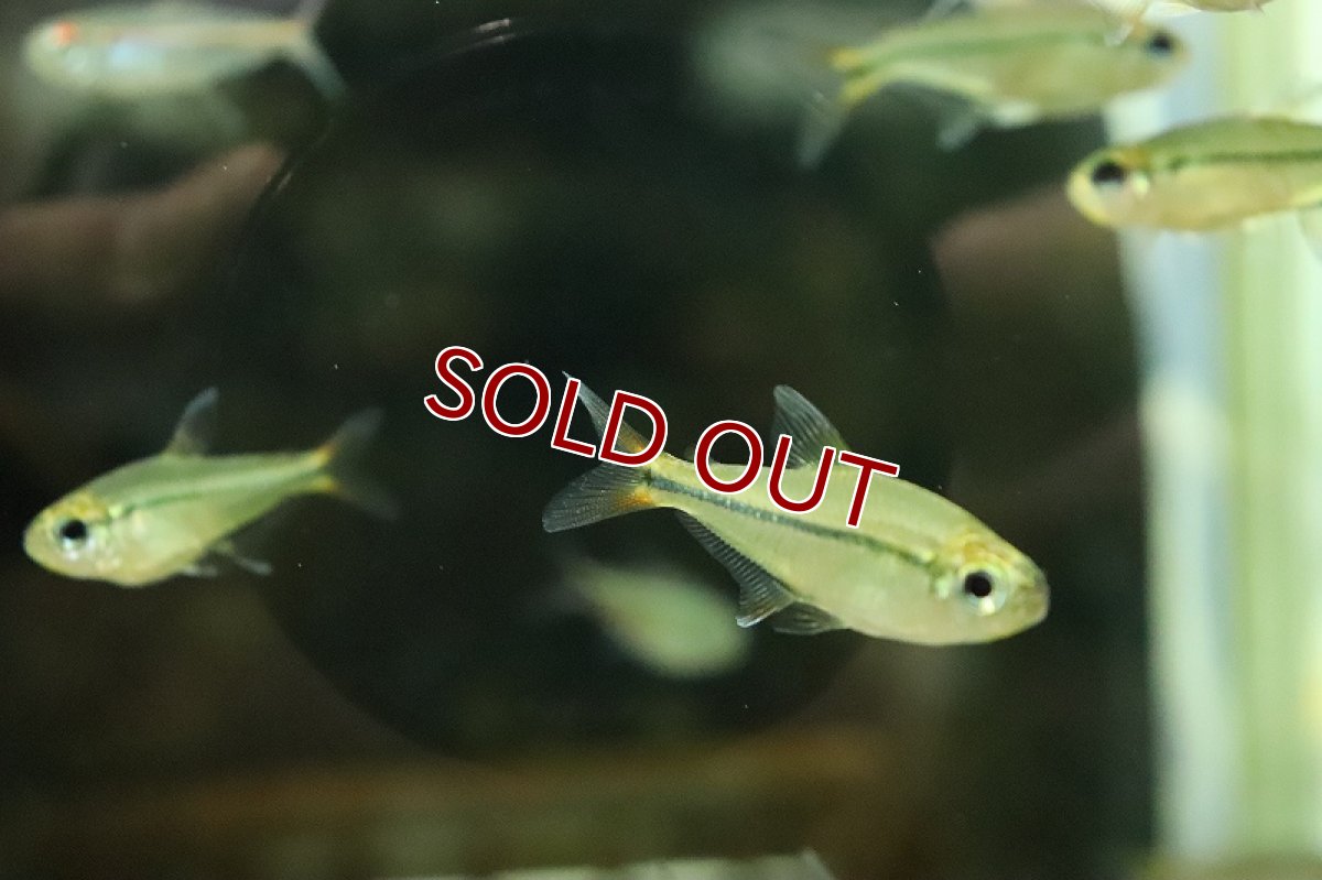 画像2: 【淡水魚】特価 エレガンシアテトラ ワイルド【１匹 サンプル画像】(コリドラス)(生体)(熱帯魚)NKCR (2)