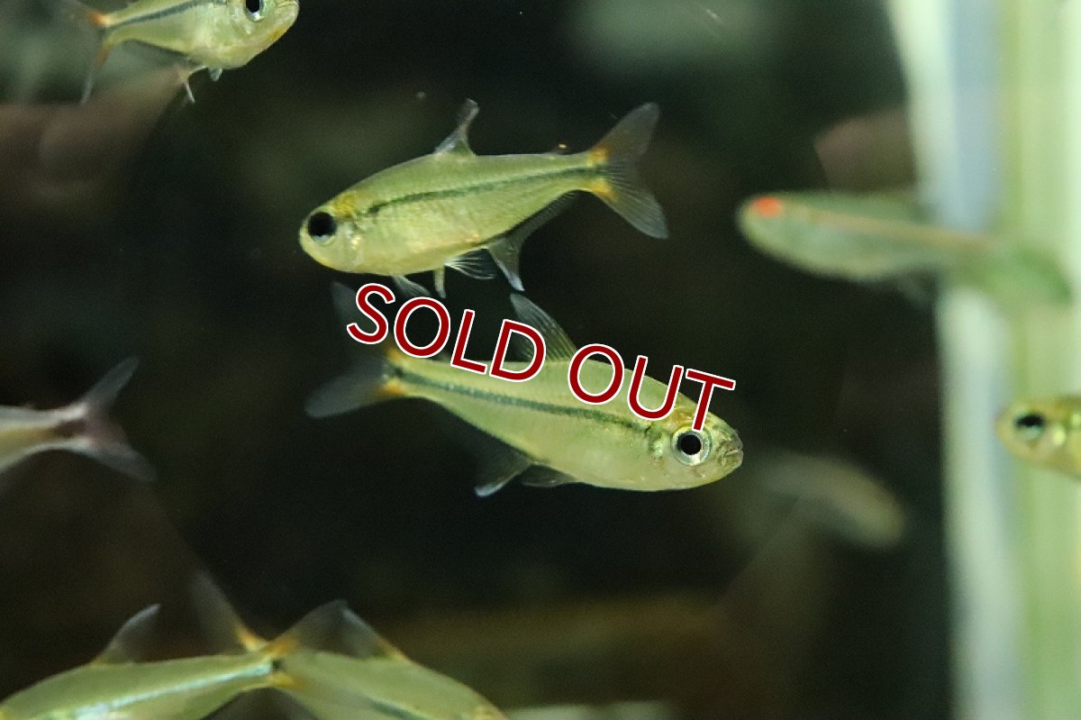 画像3: 【淡水魚】特価 エレガンシアテトラ ワイルド【１匹 サンプル画像】(コリドラス)(生体)(熱帯魚)NKCR (3)