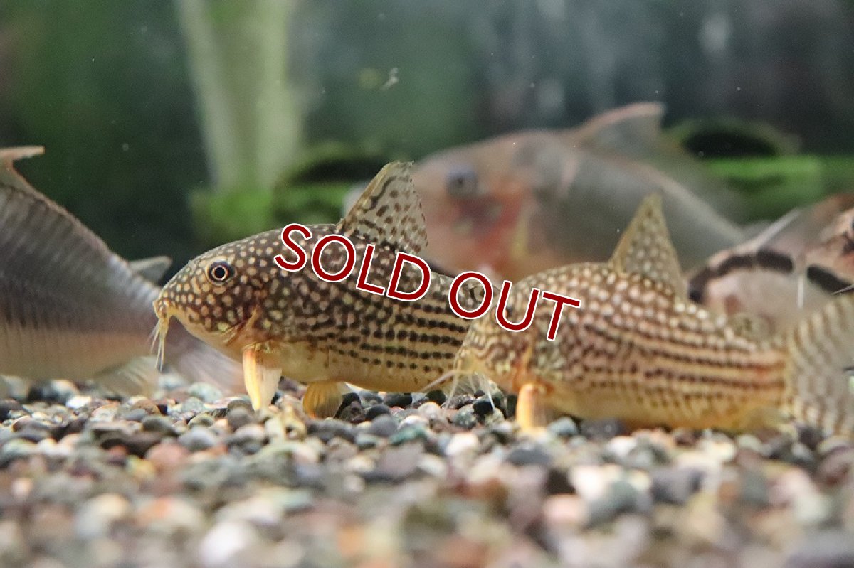 画像2: 【淡水魚】激安 XLサイズ コリドラス ステルバイ【１匹 サンプル画像】(±5-6cm)(コリドラス)(生体)(熱帯魚)NKCR (2)