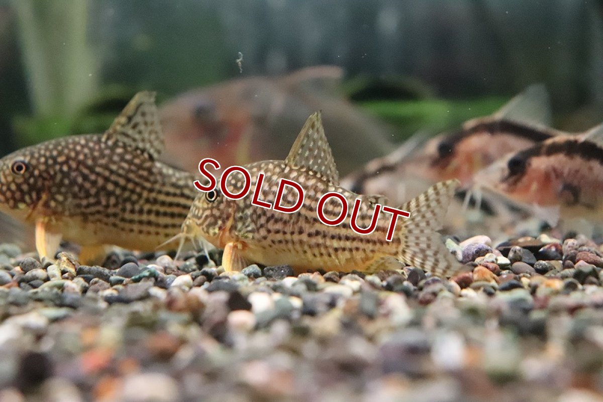 画像3: 【淡水魚】激安 XLサイズ コリドラス ステルバイ【１匹 サンプル画像】(±5-6cm)(コリドラス)(生体)(熱帯魚)NKCR (3)